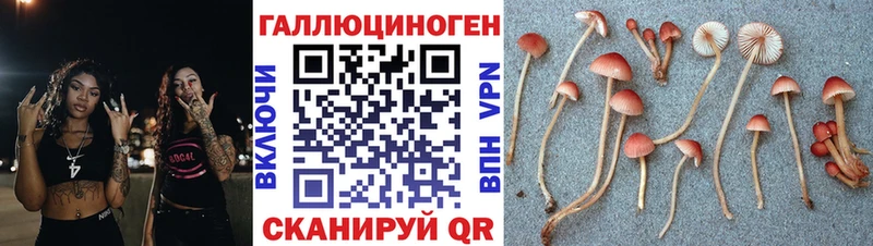 Псилоцибиновые грибы мицелий Высоковск